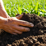 A farmer happily spreading compost (퇴비) in a lush green field, close-up, sun shining, vibrant colors, healthy soil visible. Focus on the soil enrichment process.